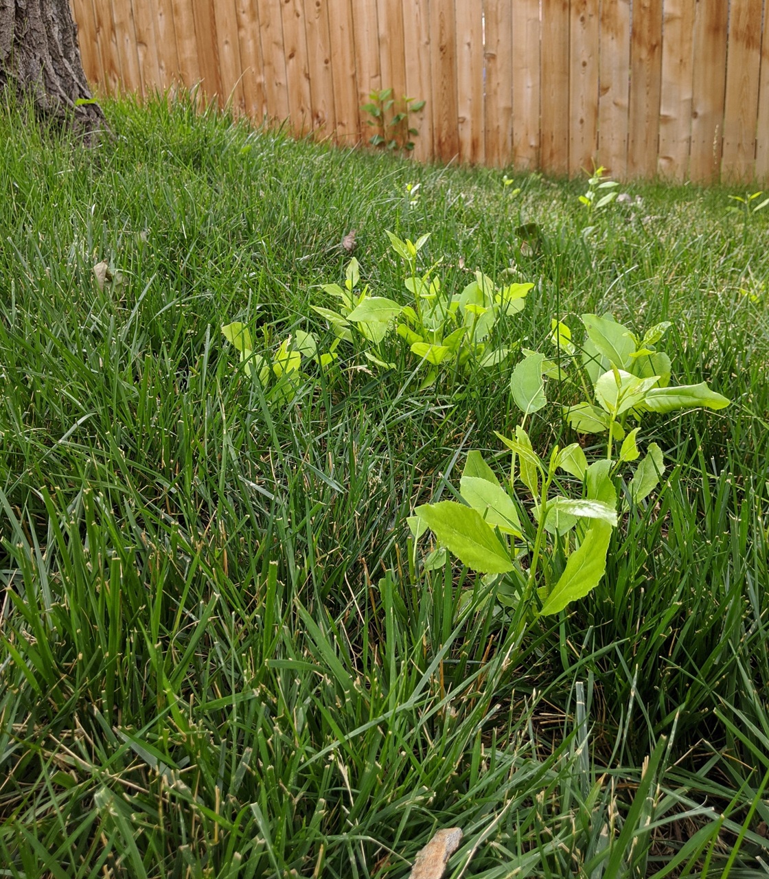 sucker tree sprouts
